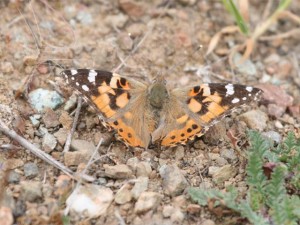 Painted Lady   