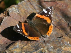 Red Admiral   