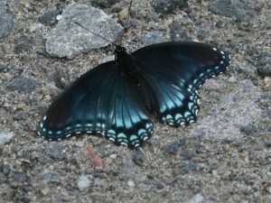 Red-spotted Purple  