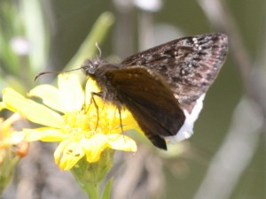 Pacuvius Duskywing     