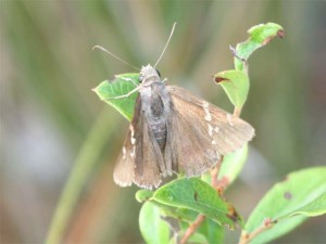 Southern Cloudywing      