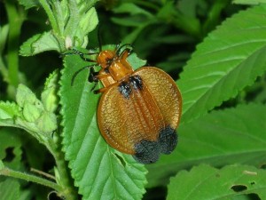 Leaf Beetle 
