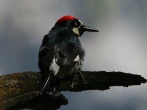 Acorn Woodpecker  