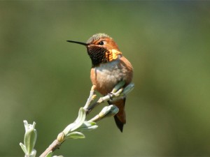 Allens Hummingbird  