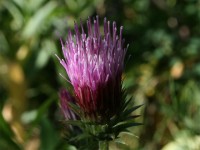 Anderson's Thistle 