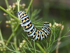 Anise Swallowtail Caterpillar   