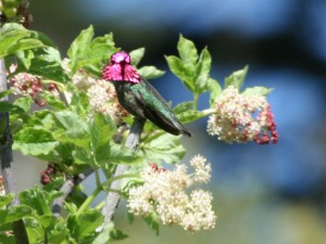 Annas Hummingbird 