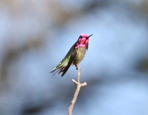 Annas Hummingbird  