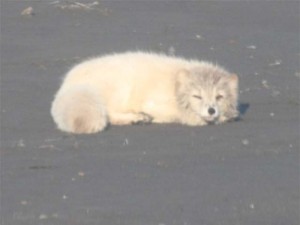 Arctic Fox      