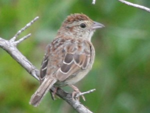 Bachmans Sparrow       