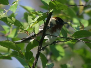 Bay-breasted Warbler             