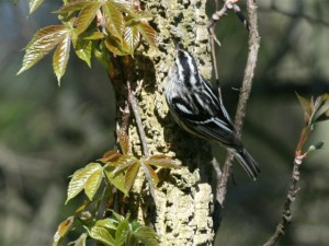 Black-and-white Warbler          