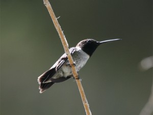 Black-chinned Hummingbird  