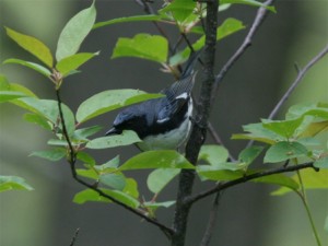 Black-throated Blue Warbler             