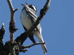 Black-throated Gray Warbler             