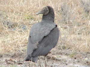 Black Vulture   