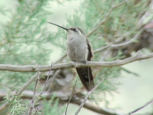 Blue-throated Hummingbird  