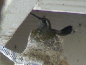 Blue-throated on nest  