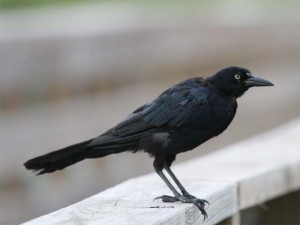 Boat-tailed Grackle        