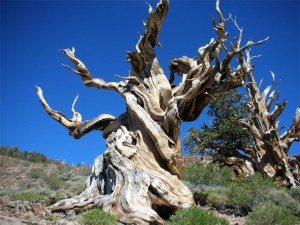 Ancient Bristlecone Pine 