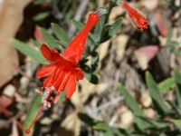 California Fuchsia 