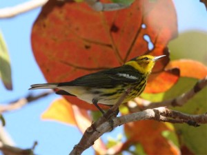 Cape May Warbler             