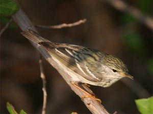 Cape May Warbler female             
