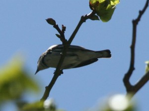 Cerulean Warbler          