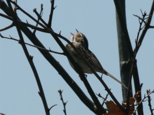 Clay-colored Sparrow        