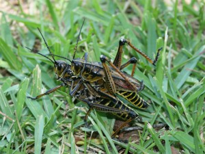 Eastern Lubber Grasshopper   