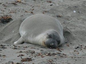 Elephant Seal  
