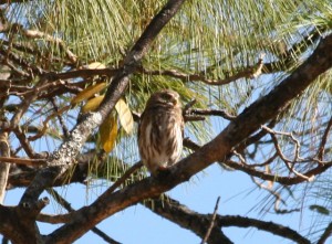 Ferruginous Pygmy Owl   