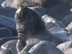 Northern Fur Seal 