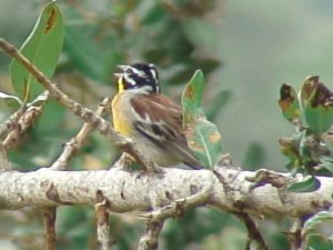 Golden-breasted Bunting     