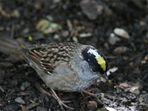 Golden-crowned Sparrow       