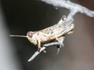 Differential Grasshopper   