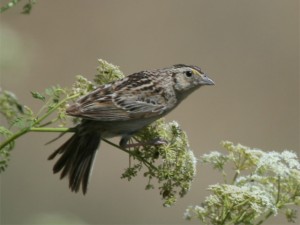 Grasshopper Sparrow       