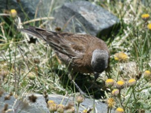 Gray-crowned Rosy Finch       