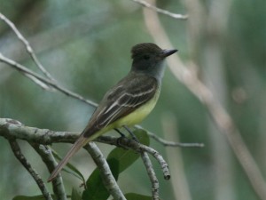 Great-crested Flycatcher         