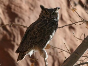 Greathorned Owl   