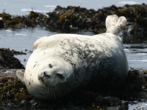 Harbor Seal 