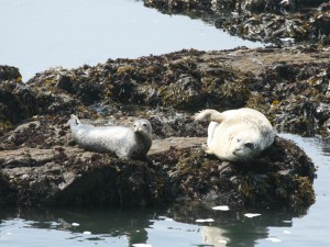Harbor seal and pup 
