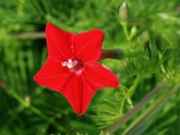 Huntington Beach  Red flower 
