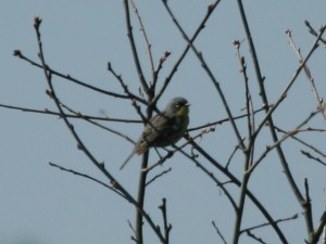 Kirtlands Warbler          