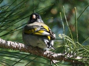 Lawrence's Goldfinch       