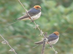 Lesser-striped Swallow  