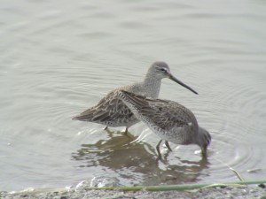 Long-billed Dowitcher  