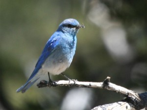 Mountain Bluebird         