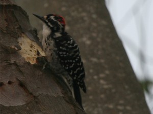 Nuttalls Woodpecker  