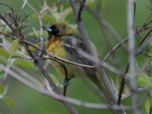Orchard Oriole       